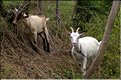 lacs 2010 177b.JPG
