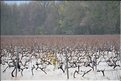 DSC_0012 vigne inondée.JPG